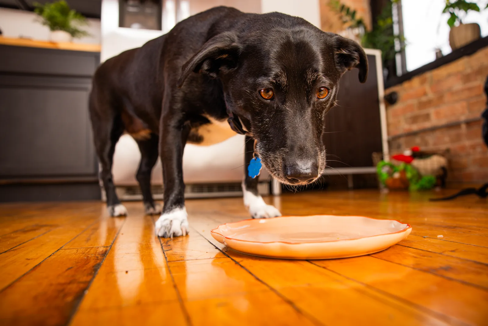 A dog staring at an empty plate on the floor