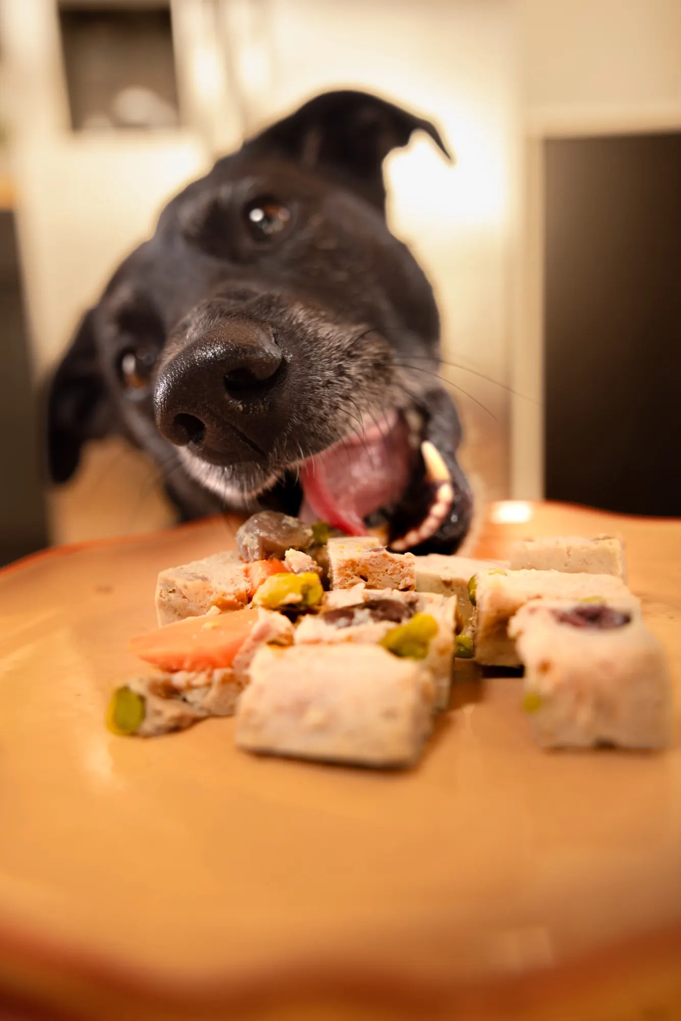 A dog devouring a plate of FreshFresh cubes
