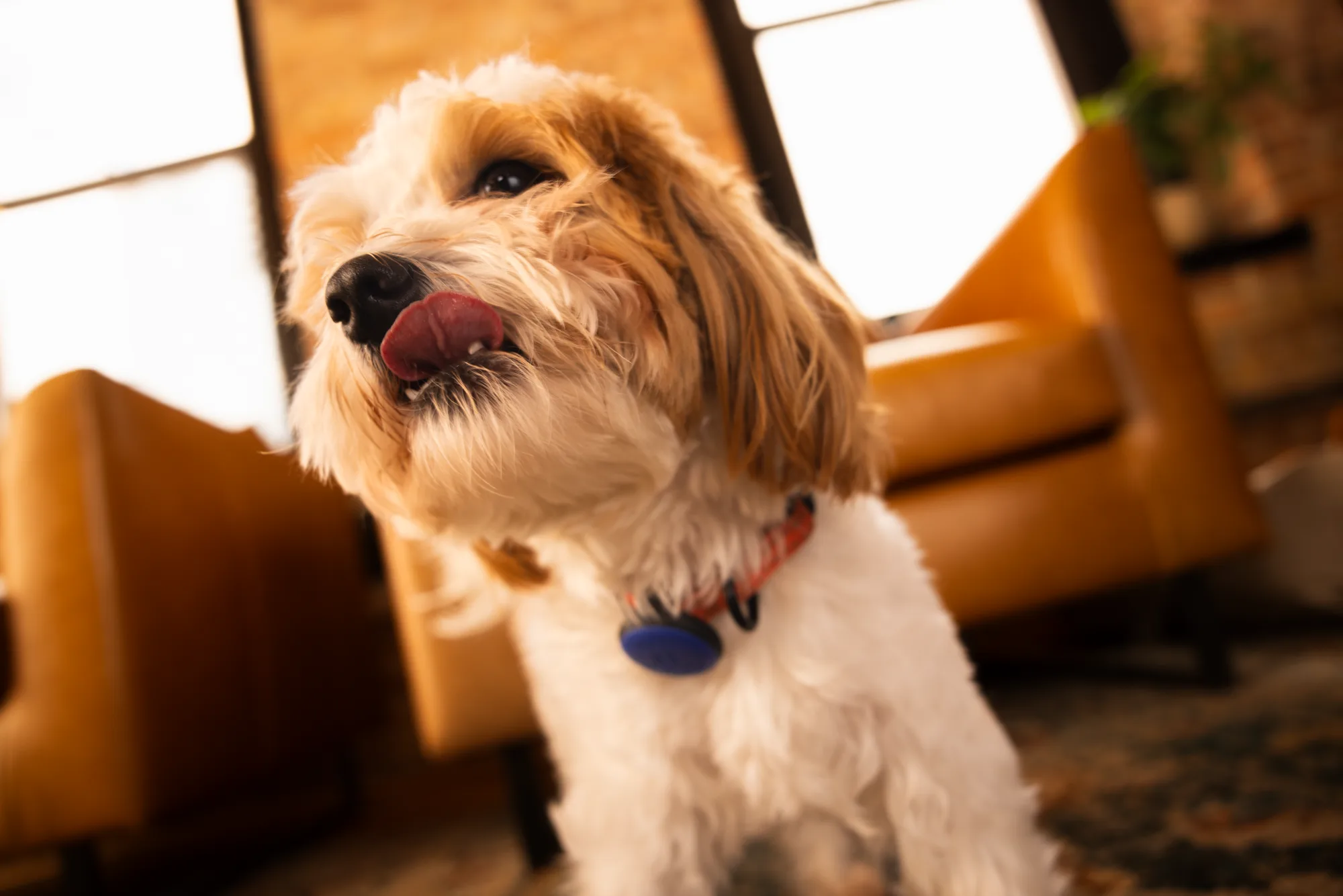 A happy dog trotting through the living room with a toy