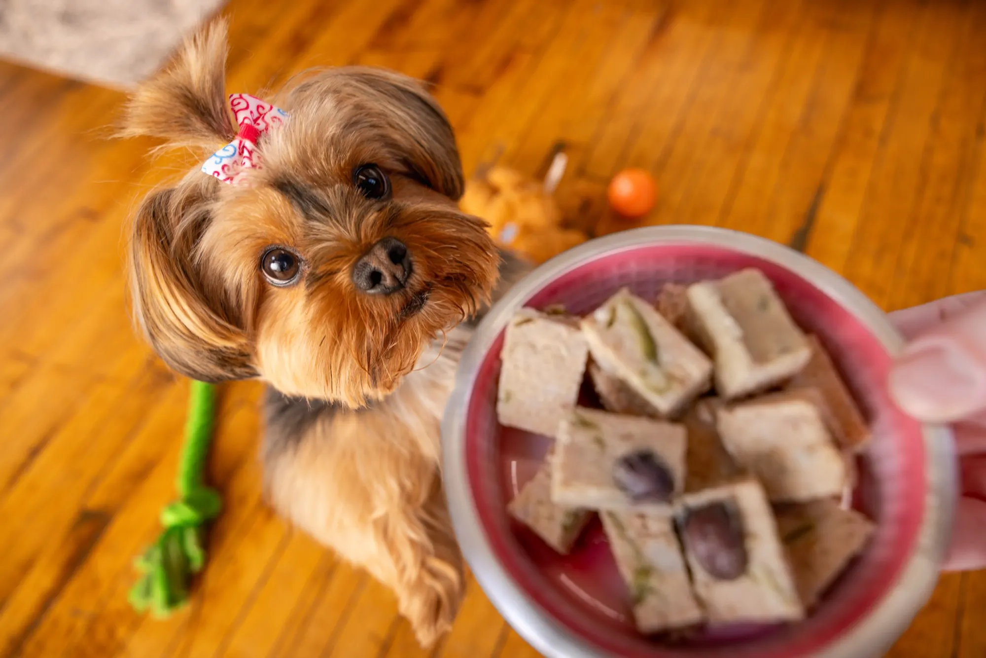 A bowl of FreshFresh cubes with real, visible ingredients